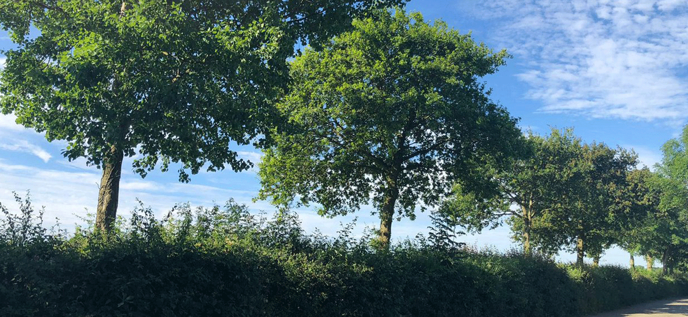 Hedge with trees